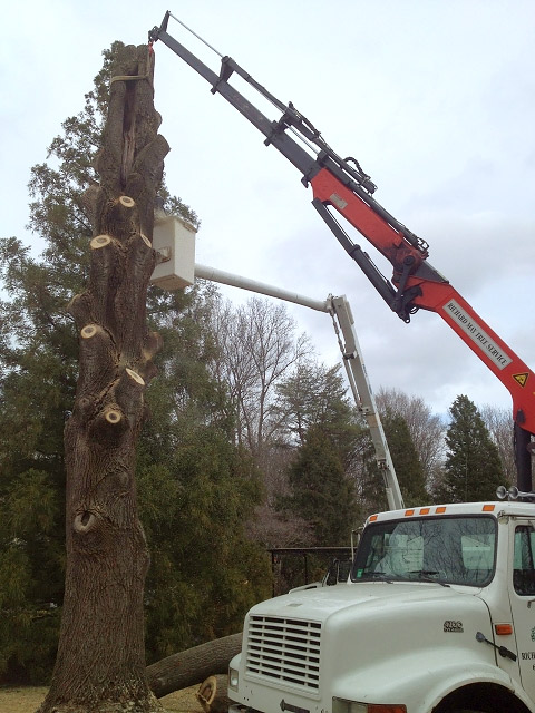 Stump Grinding in Camden County NJ