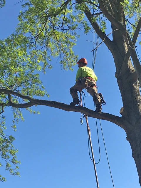 South Jersey Tree Service