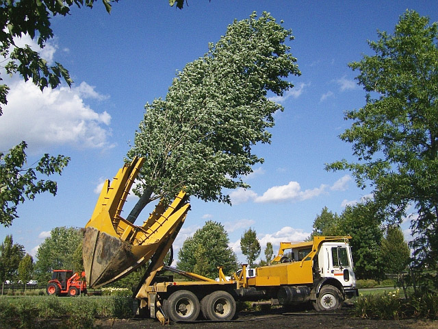 Tree Service in Burlington County NJ