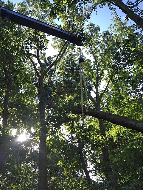 Tree Service in Camden County NJ