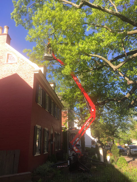 South Jersey Tree Removal